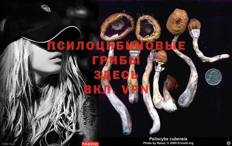 Галлюциногенные грибы Psilocybe  MEGA вход  Алексин 